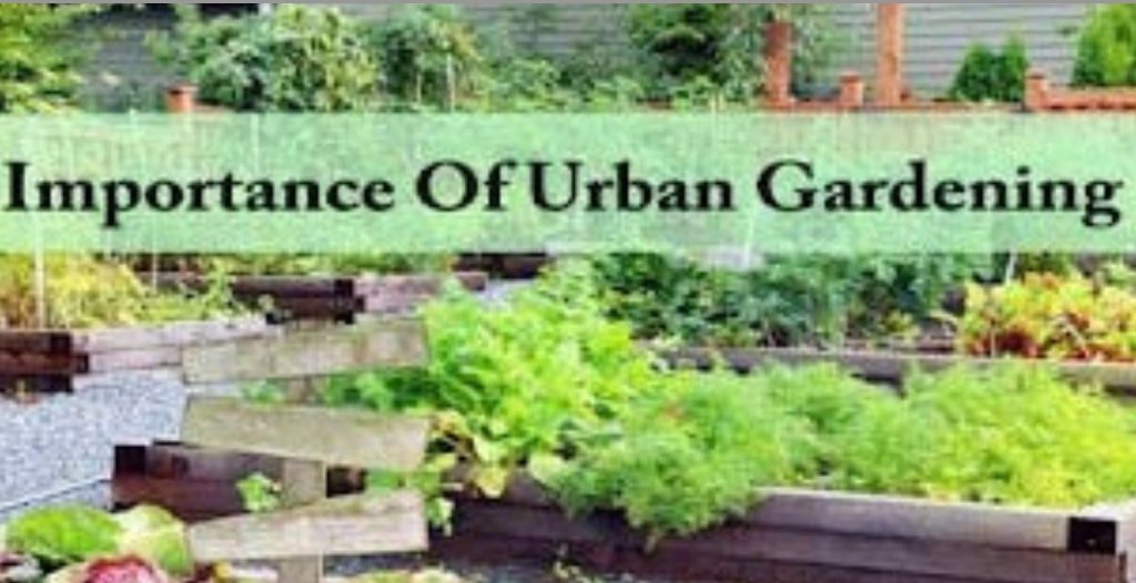 Urban Gardening: Cultivating Green Spaces in City Life